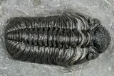 Phacopid (Adrisiops) Trilobite - Jbel Oudriss, Morocco #251655-5